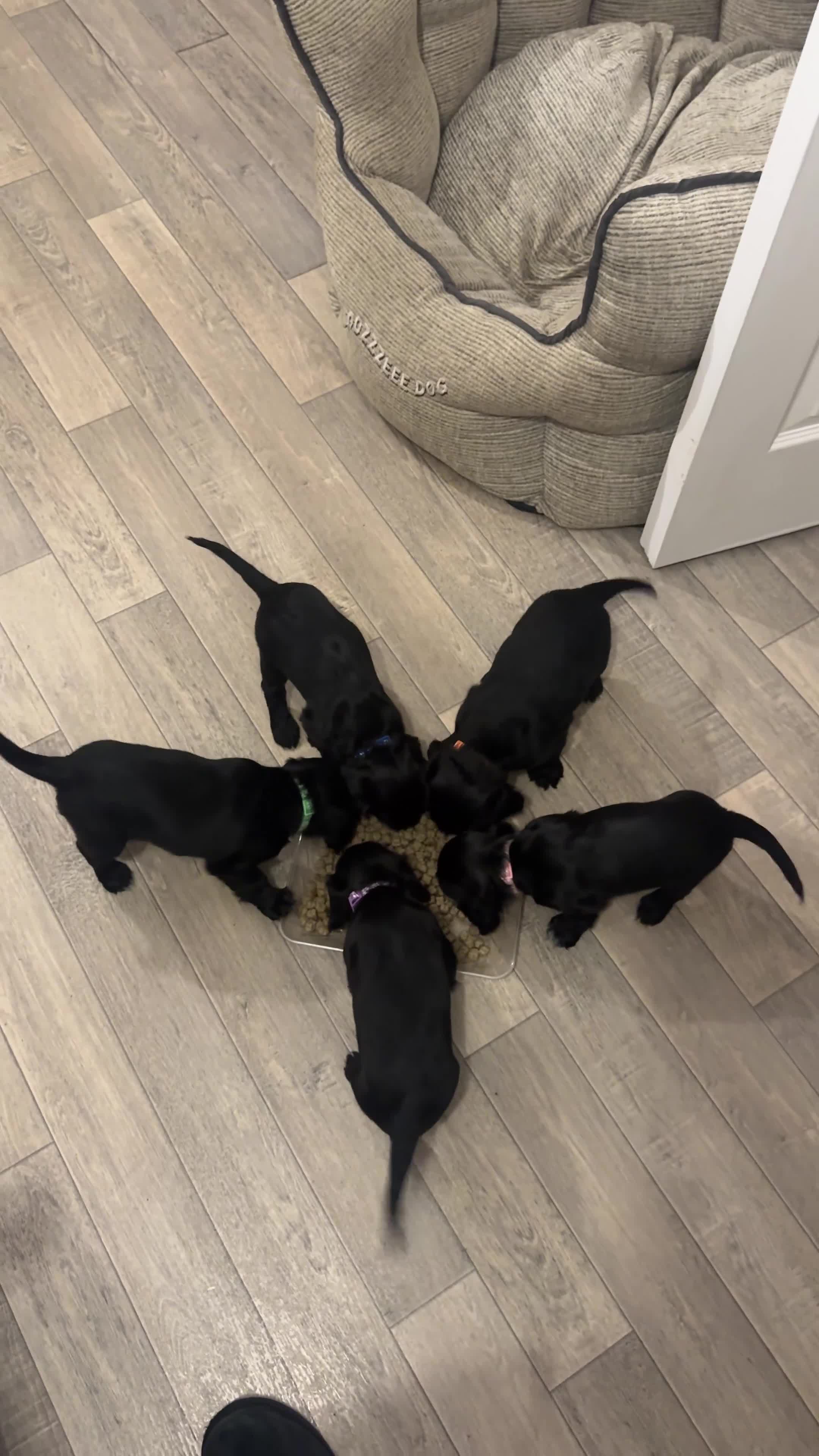Cocker Spaniel dogs for sale: Working Cocker Spaniels for Sale - Video 2
