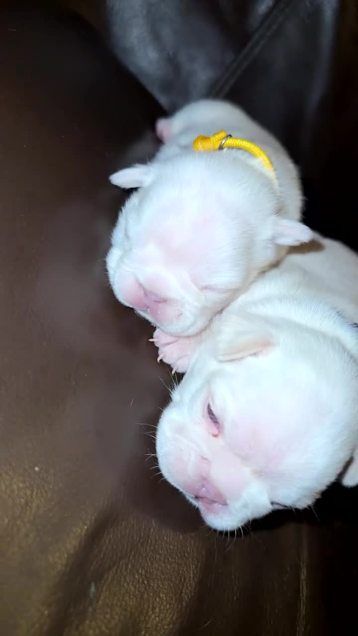 French Bulldog dogs for sale: Full fluffy new shade Isabella and tan platinum  - Video 2