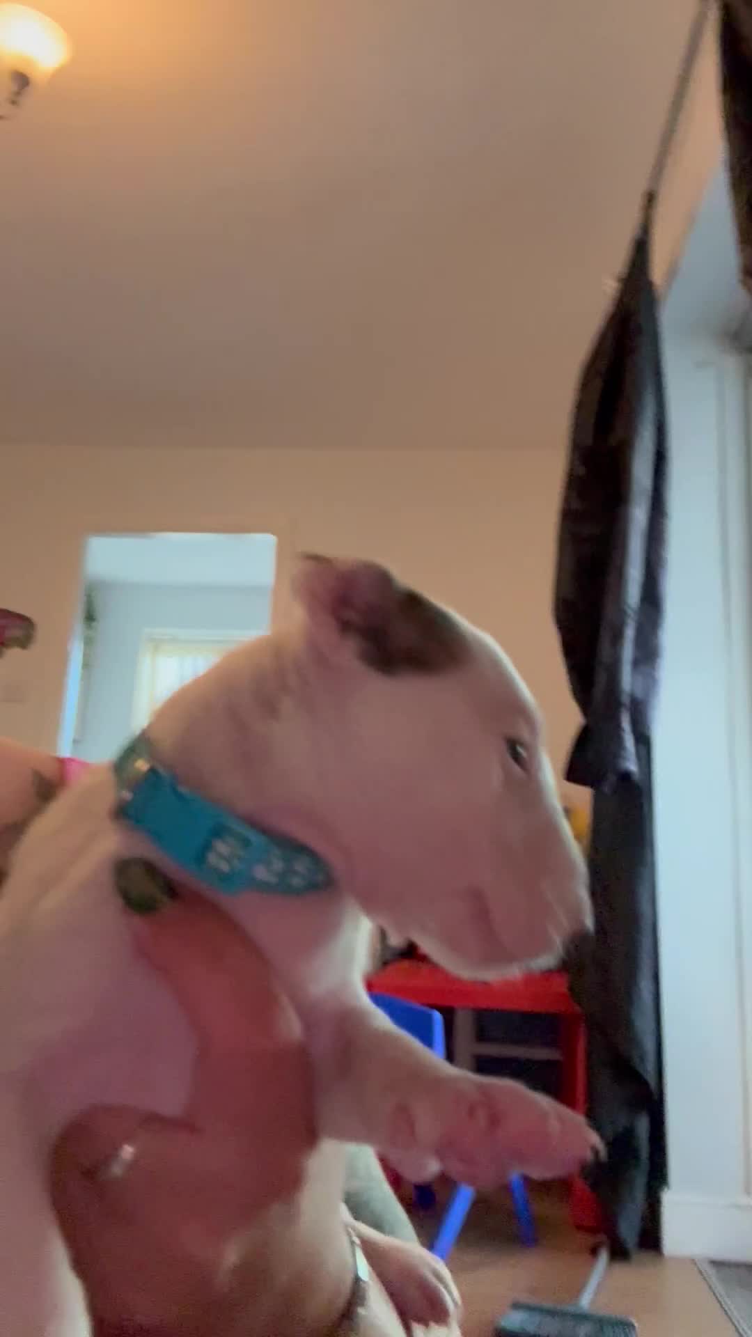 English Bull Terrier dogs for sale: Stunning English Bull Terrier pups. - Video 1