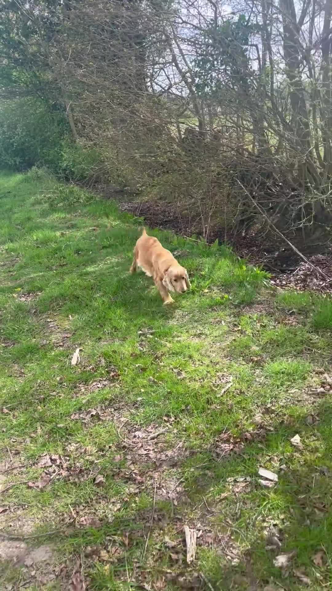 Cocker Spaniel dogs for sale: 🐶 Beautiful cocker spaniel 🐶 - Video 2