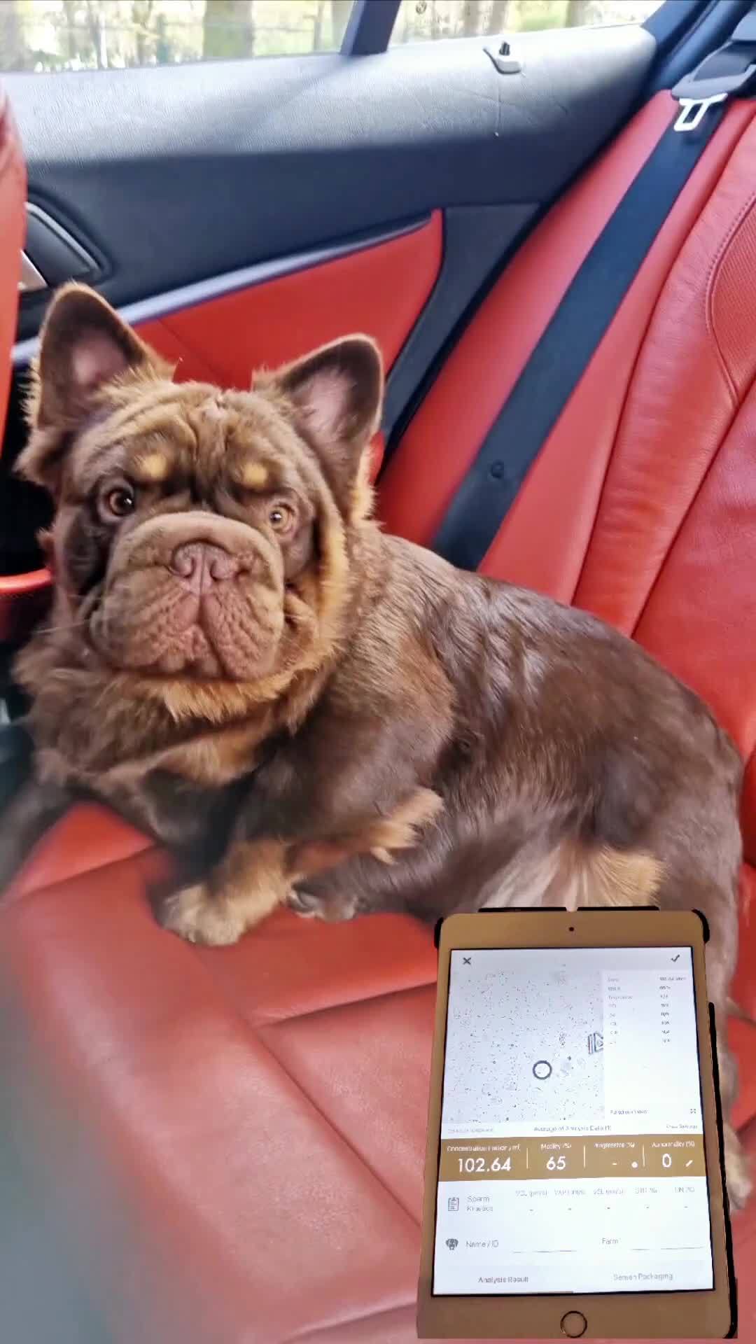 French Bulldog dogs for stud: Fluffy Rojo & Cherry Tan Big🪢 STUD £500 in South Ockendon - Video 1