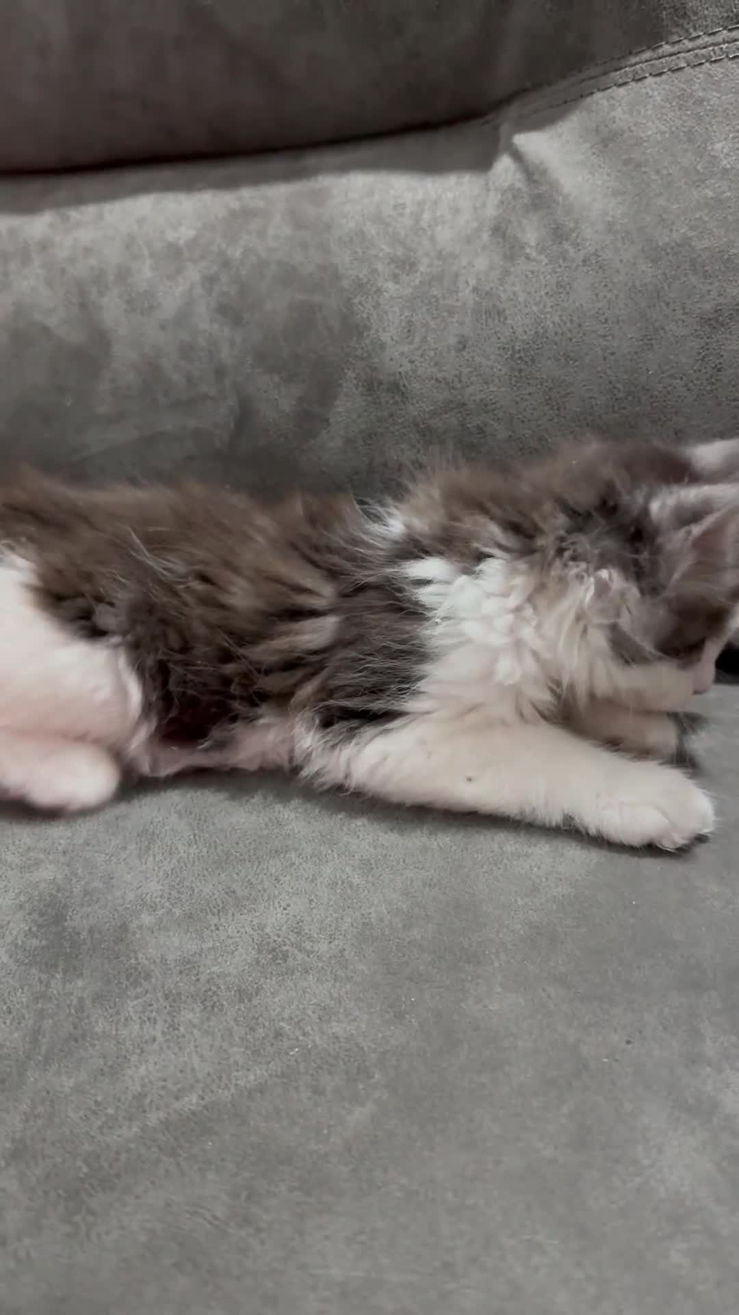 Maine Coon cats for sale: XL Maine coon kitten Tica registered parents  - Video 2