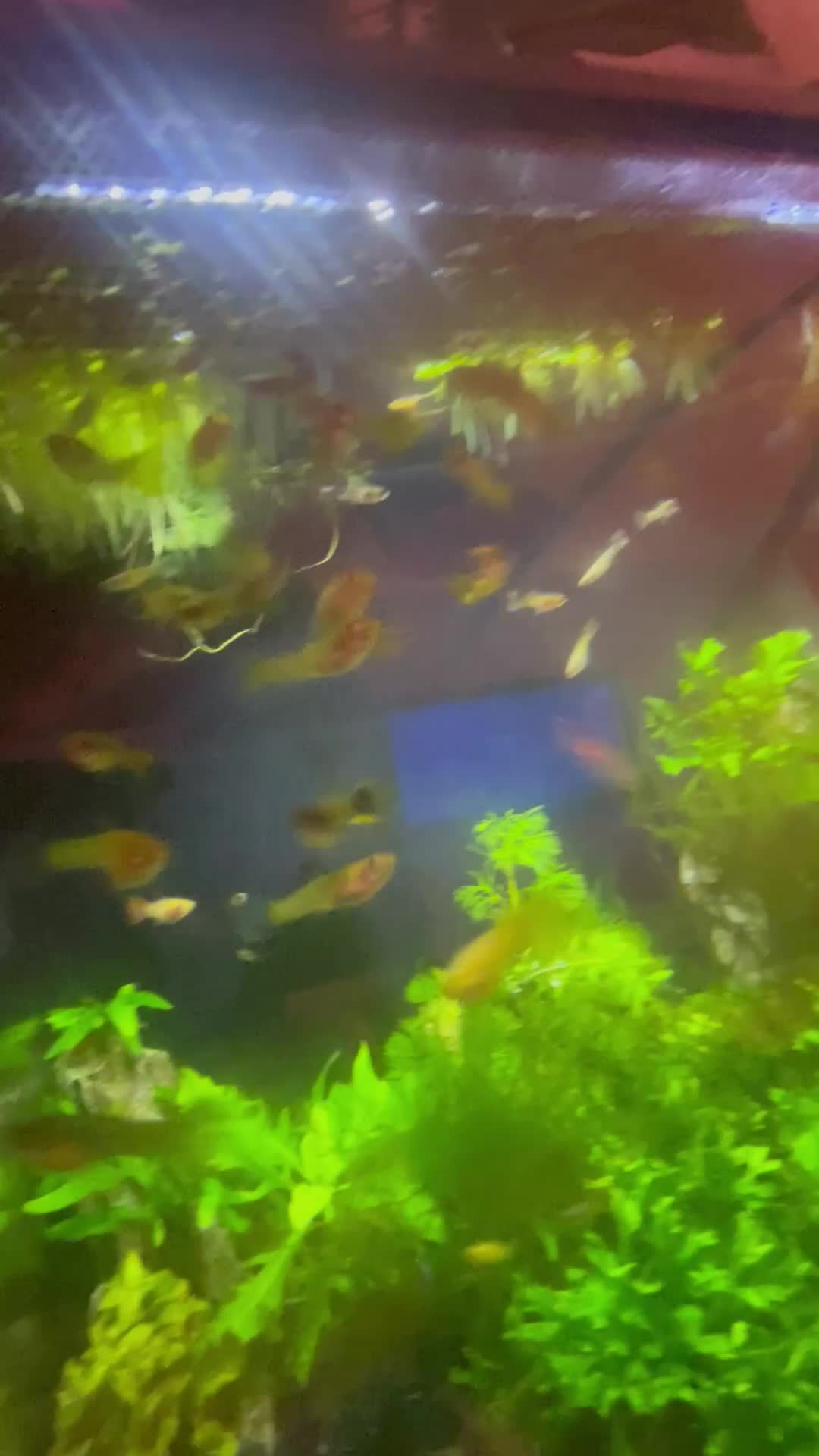 Live Bearers fish for sale: Small juvenile guppy fry mix - Video 1