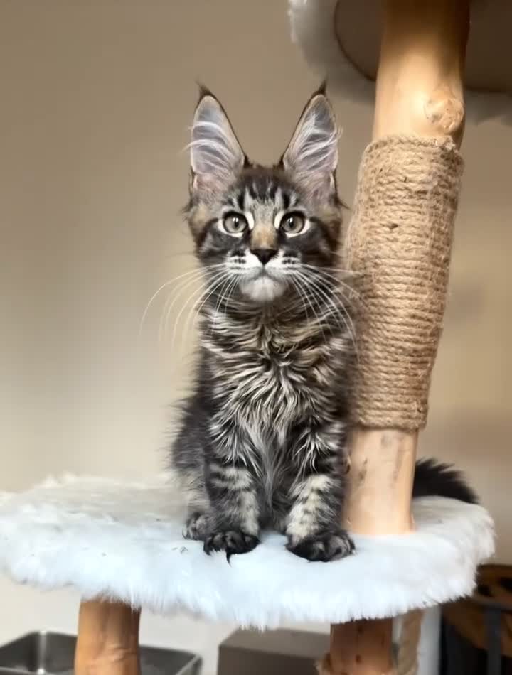 Maine Coon cats for sale: 1 ACTIVE TICA Registered Mainecoon kittens  - Video 1