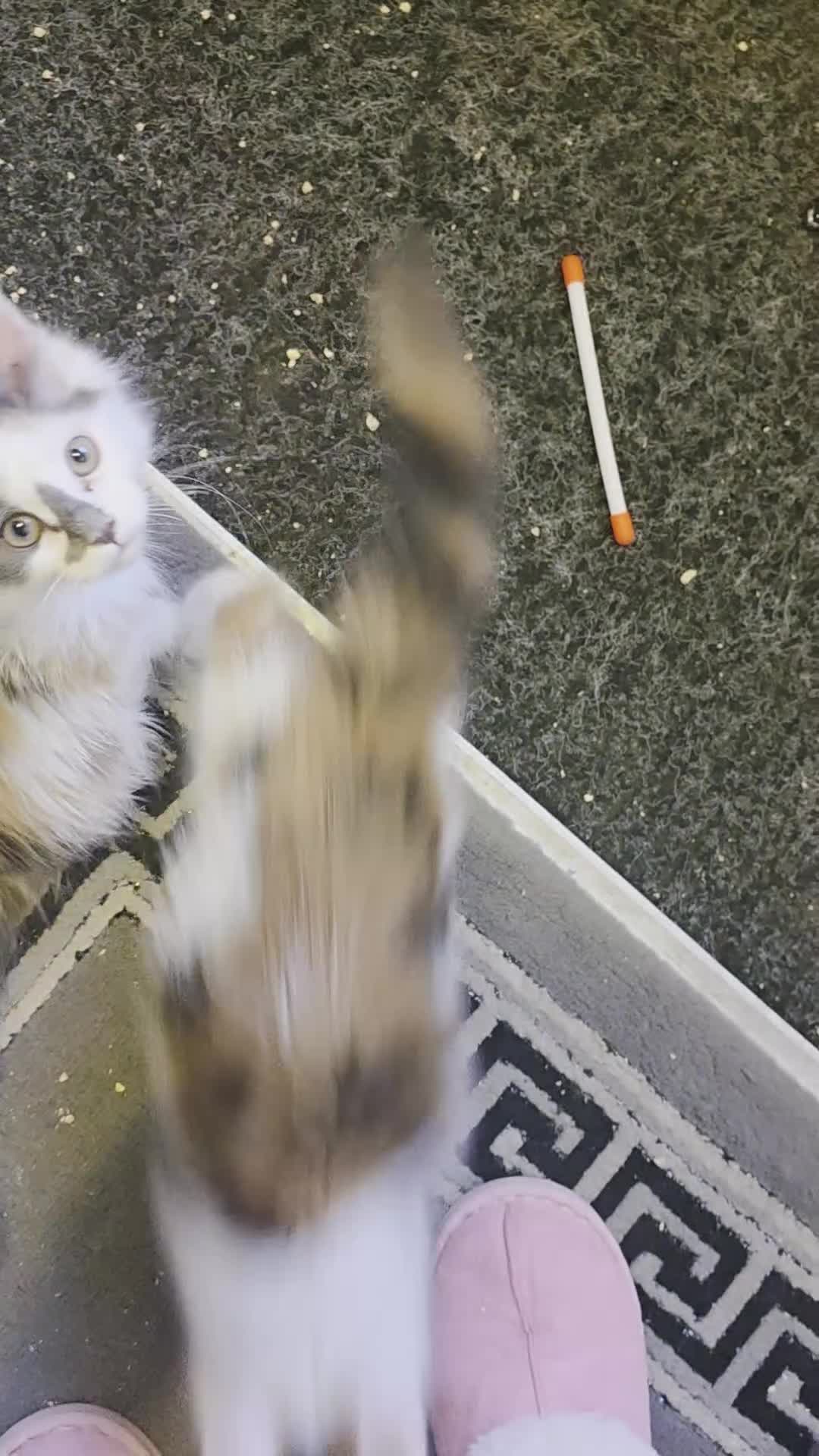 Maine Coon cats for sale: STUNNING MAINE COON KITTENS  - Video 1