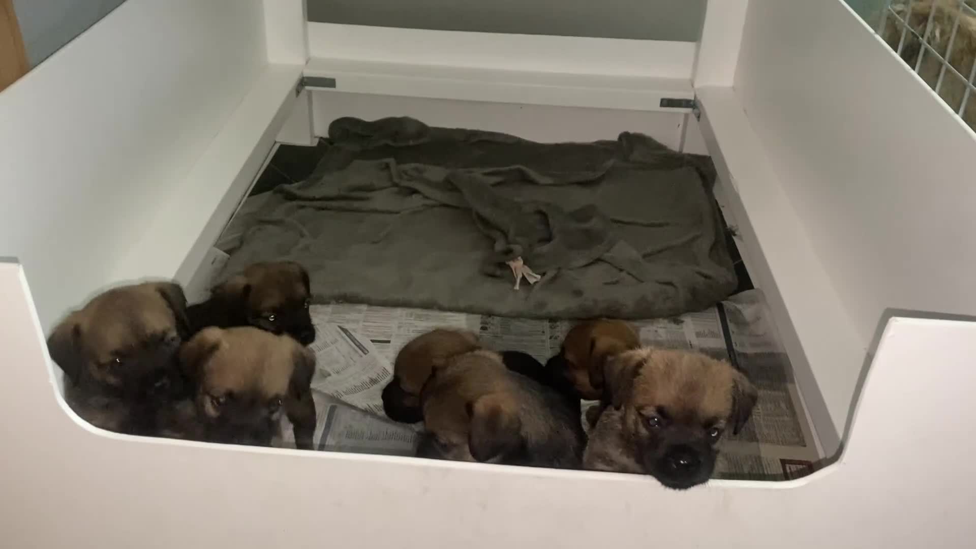 Border Terrier dogs for sale: Border terriers  - Video 1