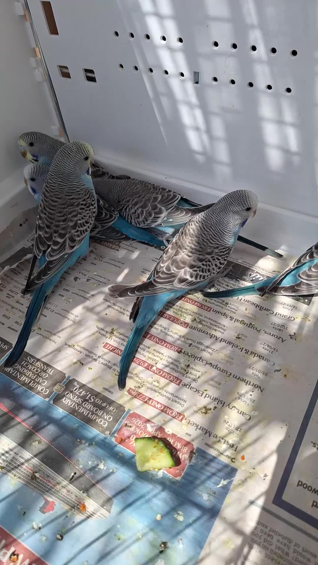 Budgerigars birds for sale: Baby budgies  - Video 3