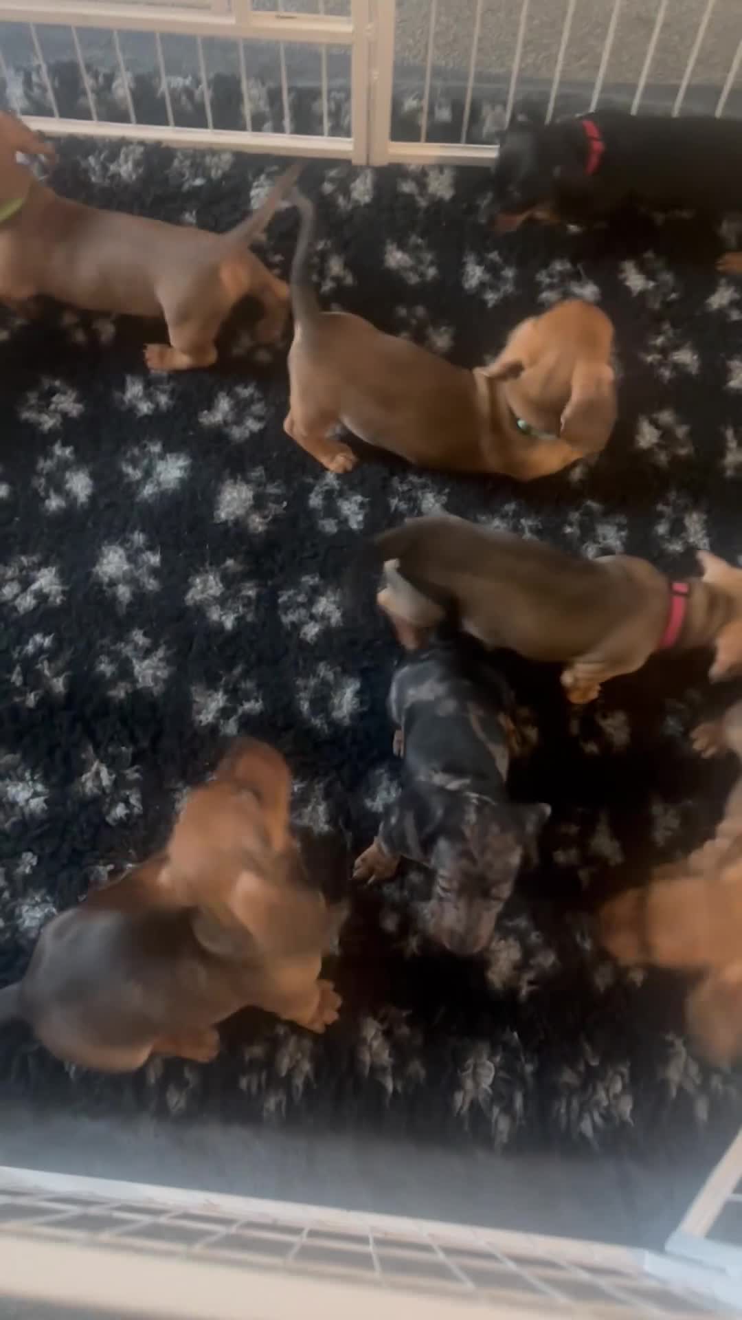 Dachshund dogs for sale: Beautiful dachshund girl left (fully vaccinated) - Video 1