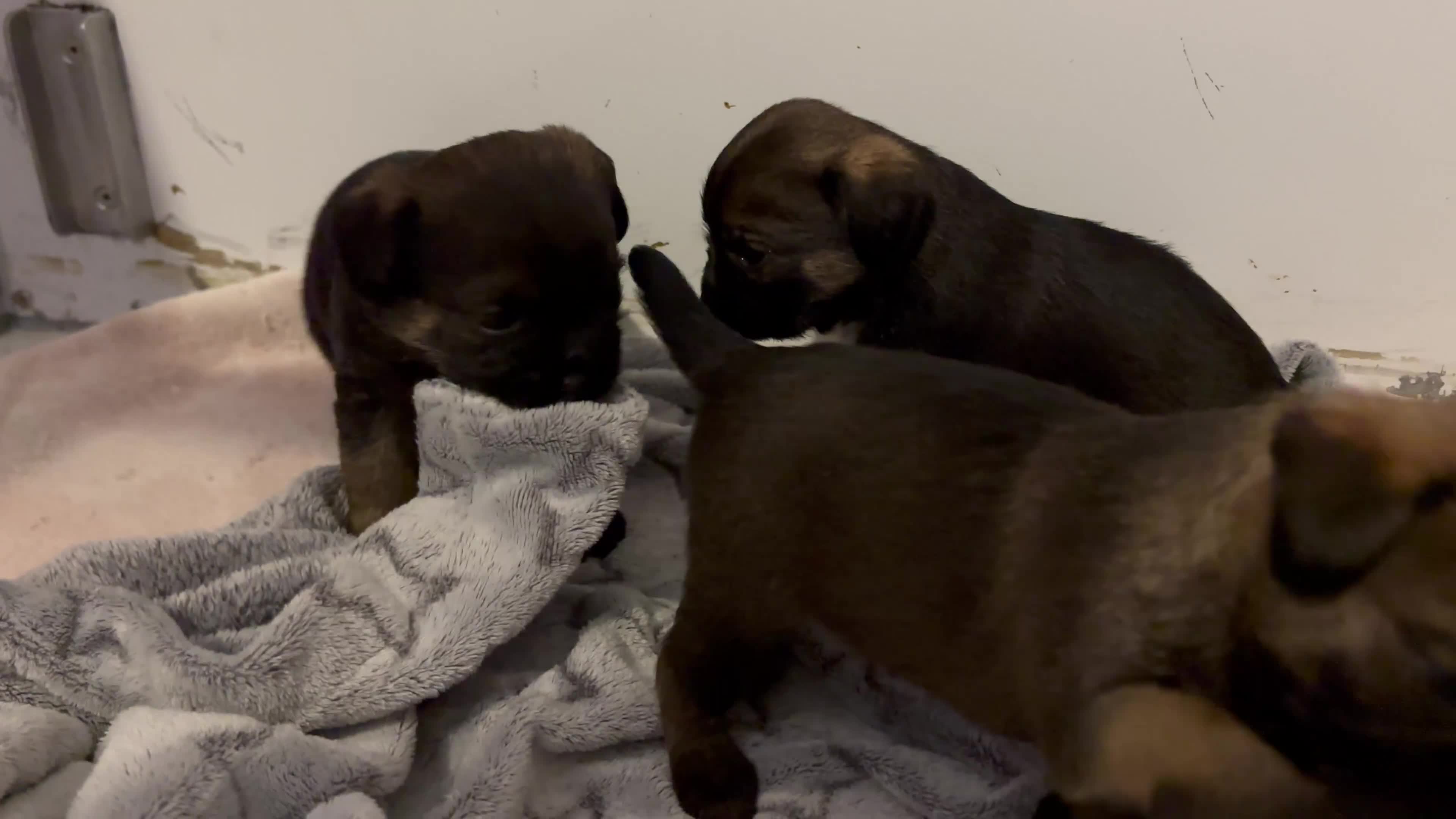 Border Terrier dogs for sale: 6 beautiful Border Terrier Puppies for sale - Video 1