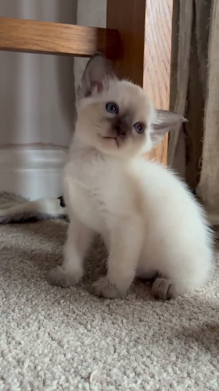 Siamese cats for sale: Beautiful Siamese kitten - Video 1