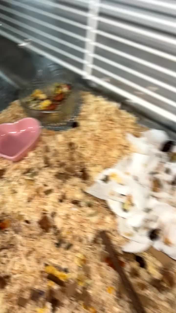 Hamster rodents for sale: Gray russian dwarf hamster for sale - Video 1