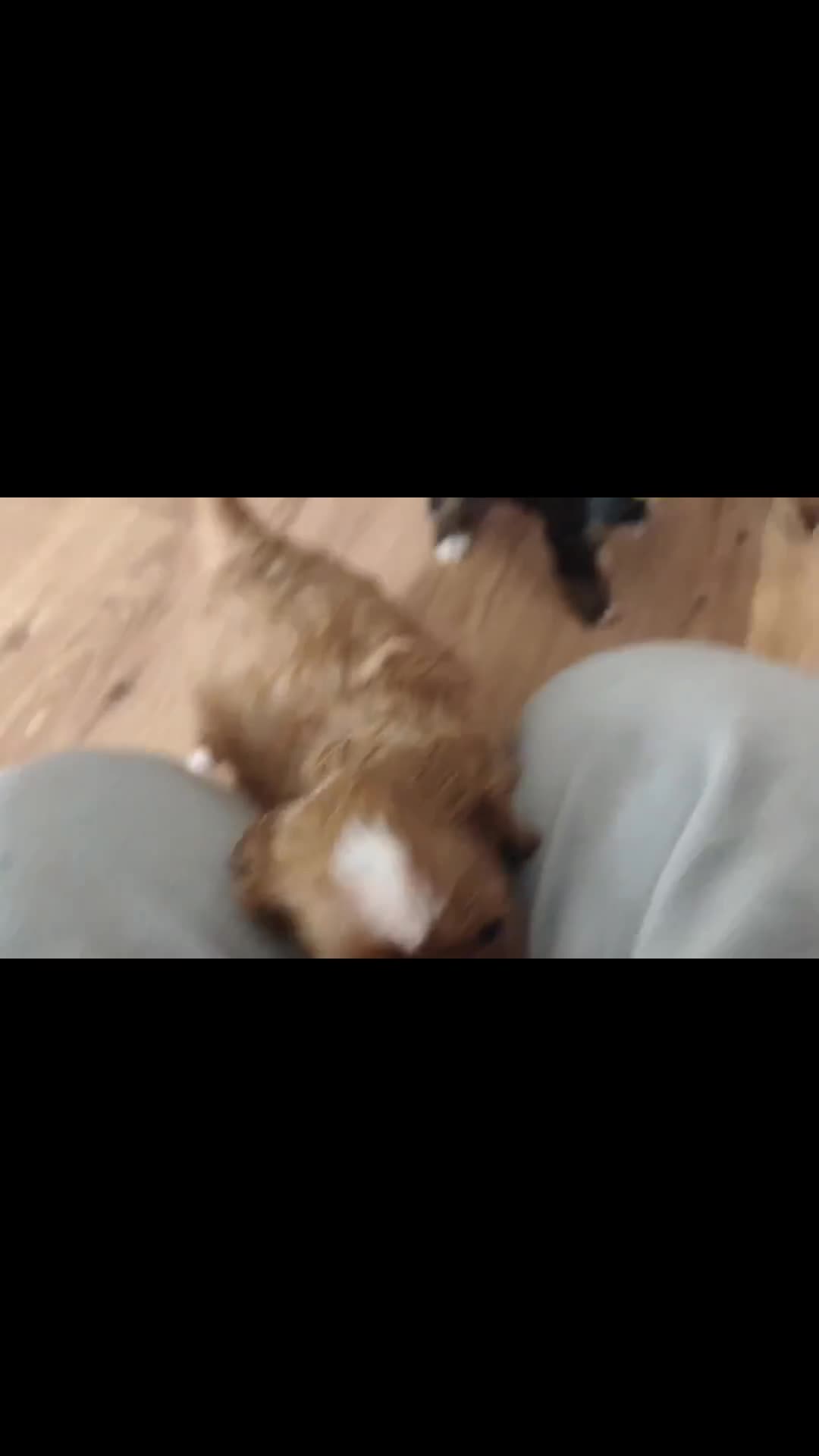 Cavapoochon dogs for sale:  F1b Cavapoochons  - DNA Tested Parents - Video 1