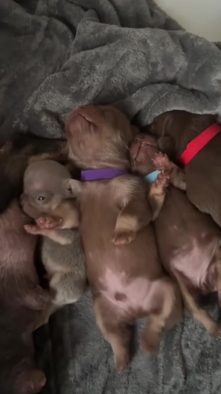 French Bulldog dogs for sale: MICRO LINES French bulldog boy HEAVILY REDUCED  - Video 1