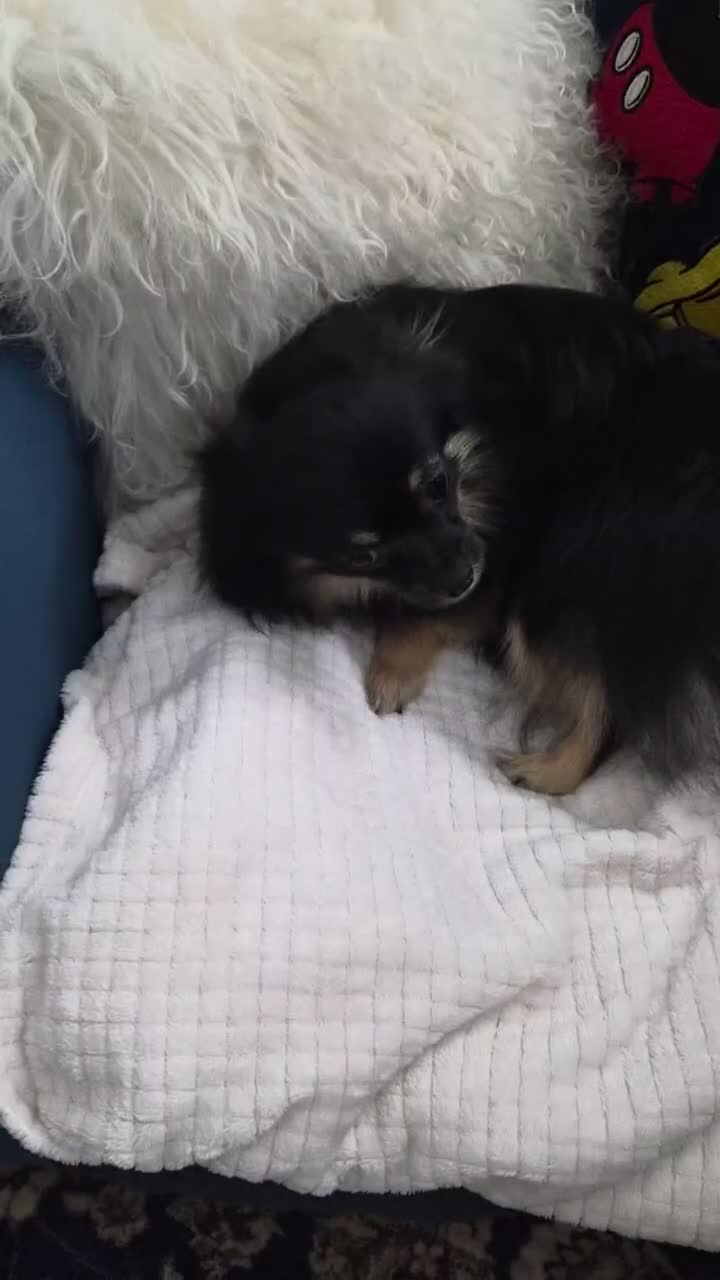 Pomeranian dogs for sale: Extra small pomeranian  - Video 1