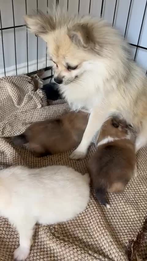 Pomeranian dogs for sale: Pomeranian - Video 2