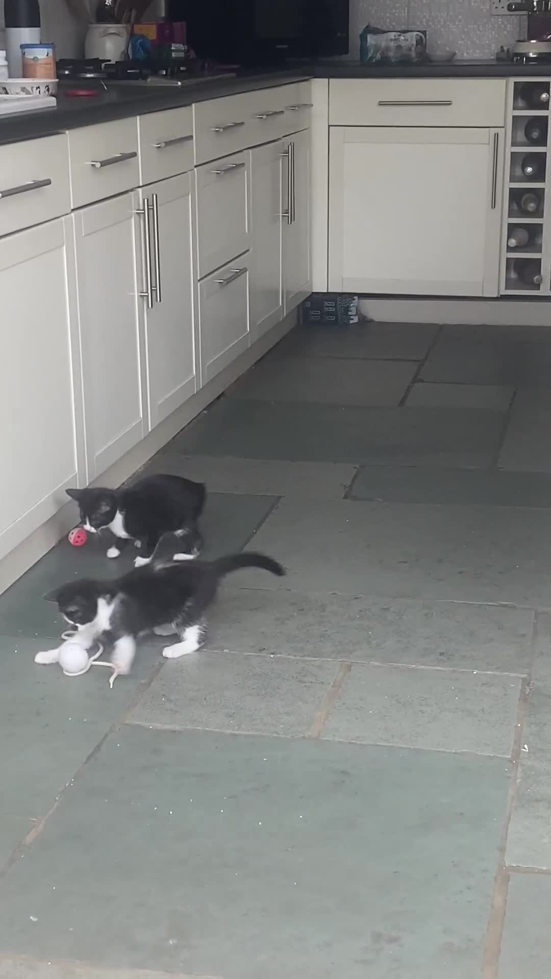 Mixed Breed cats for sale: Smudge and Smidge looking for their forever homes - Video 1