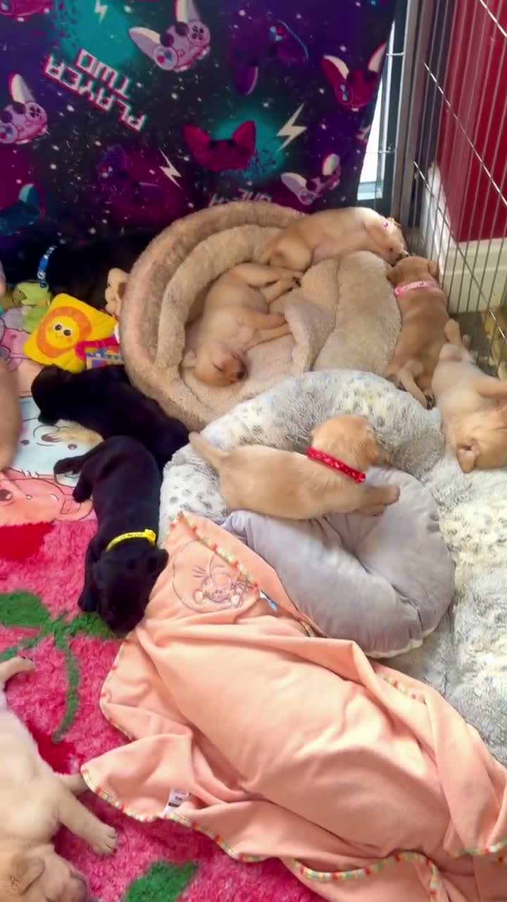 Labrador Retriever dogs for sale: Final 3 boys available 🐾 Pedigree KC Reg labs❤️ - Video 5