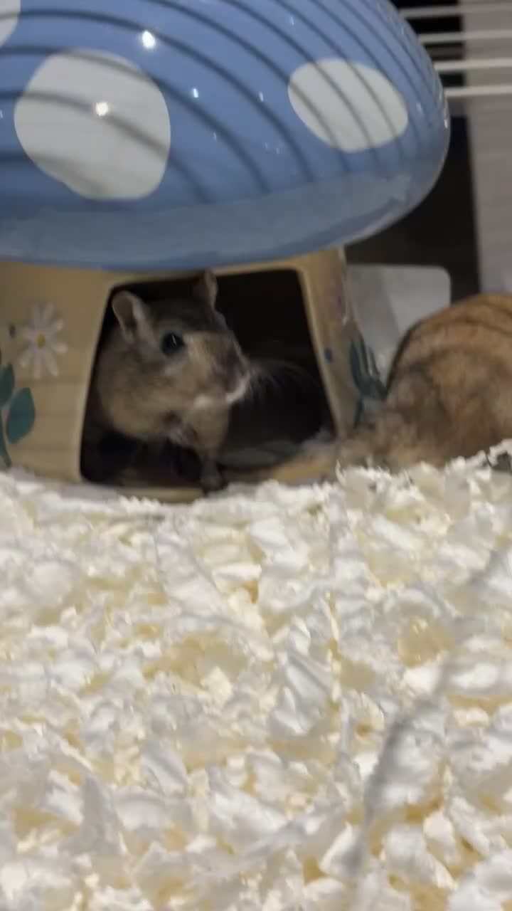 Gerbil rodents for sale: 2 male Gerbils looking for home - Video 2