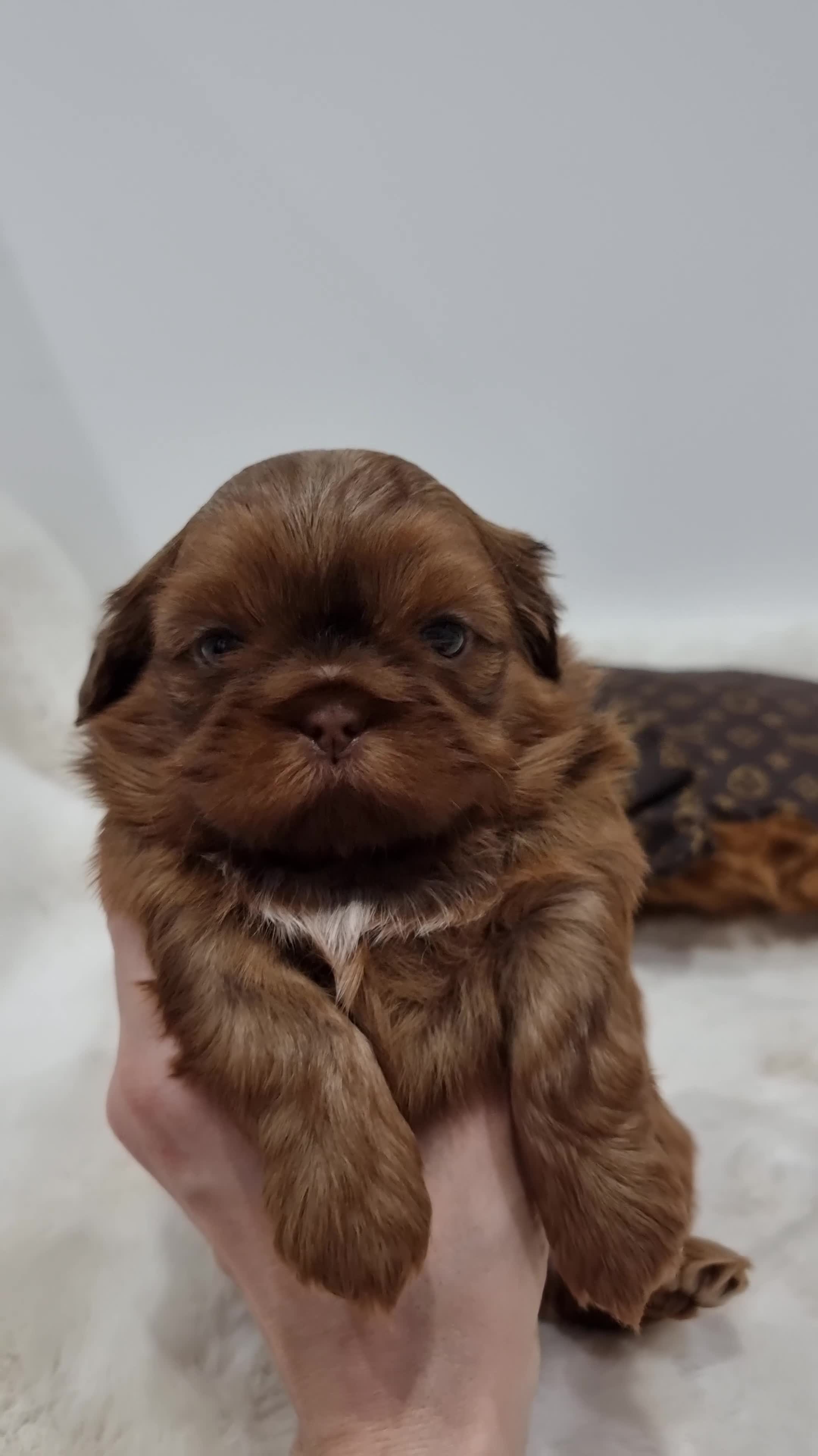 Shih Tzu dogs for sale: 4 Gorgeous Imperial Shih Tzu Boys - Video 3