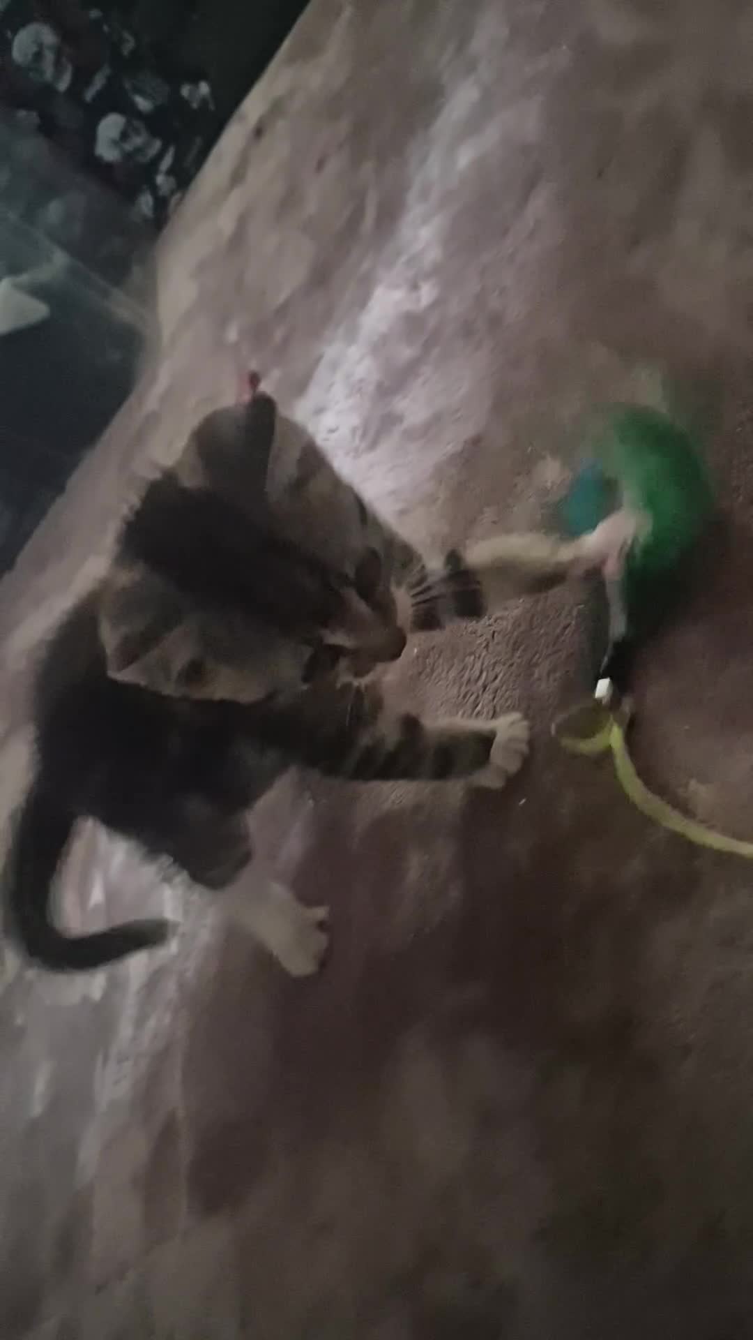 Mixed Breed cats for sale: British short hair cross  (19th July updated) in Stevenage - Video 1