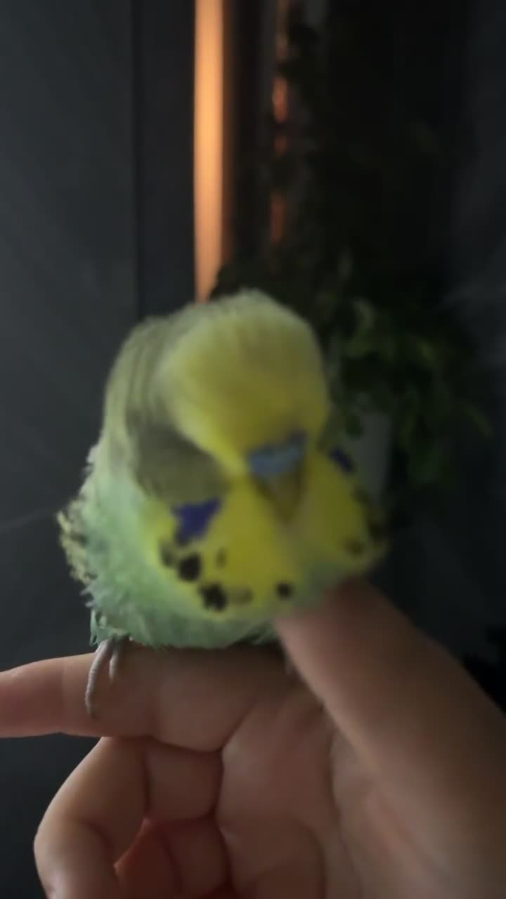 Budgerigars birds for sale: Four beautiful budgies🩵 comes with a cage - Video 3