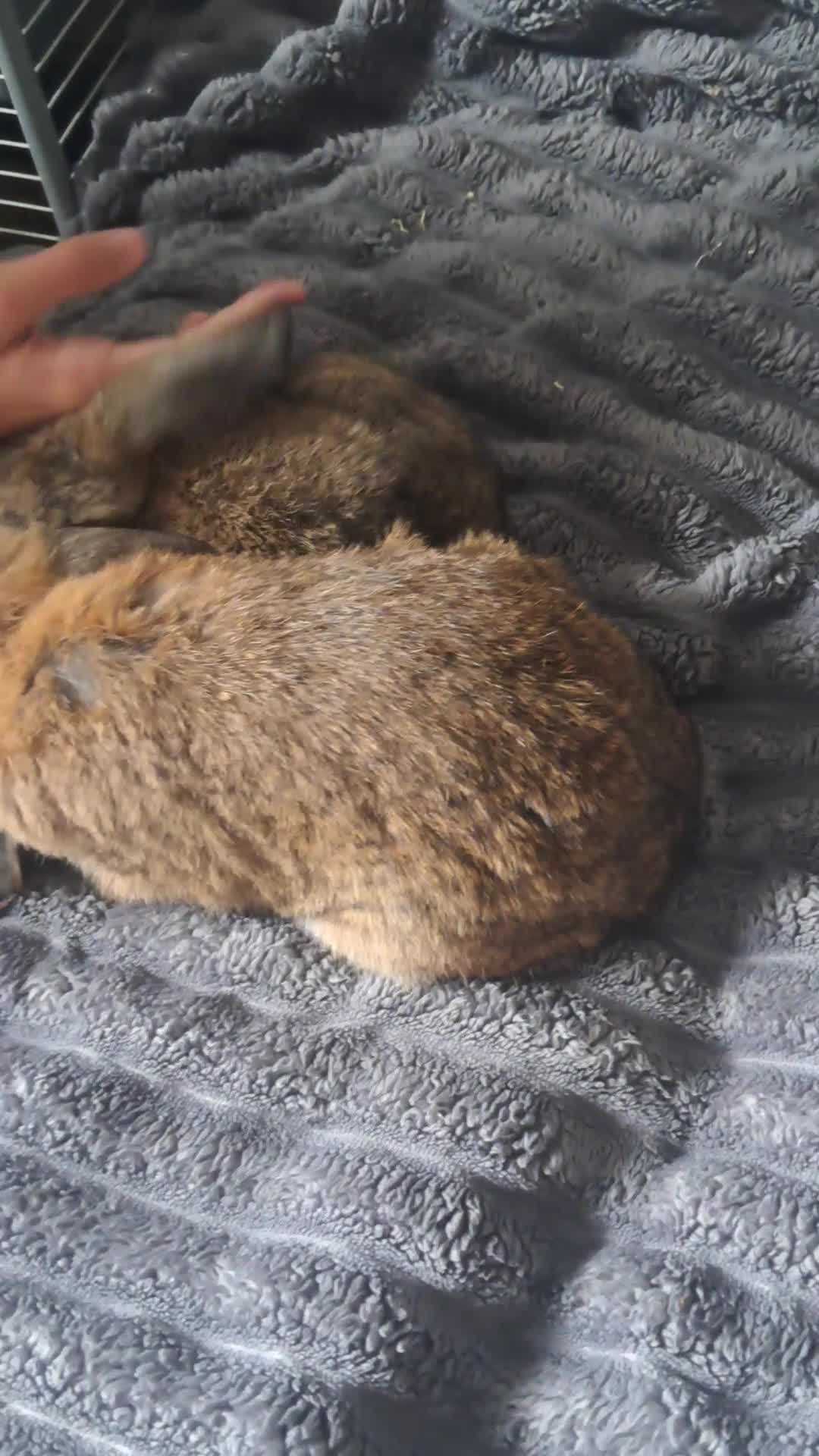 Mini Lop rabbits for sale: Bonded Pair of mini lops - Video 1