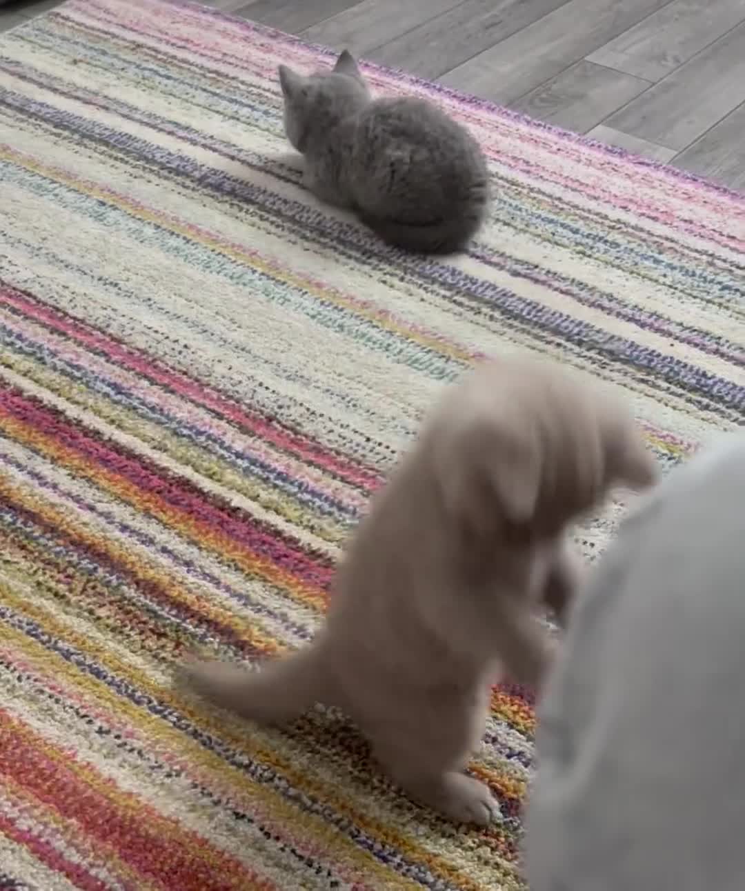 British Shorthair cats for sale: 4 Gorgeous chunky British shorthair kittens  - Video 5