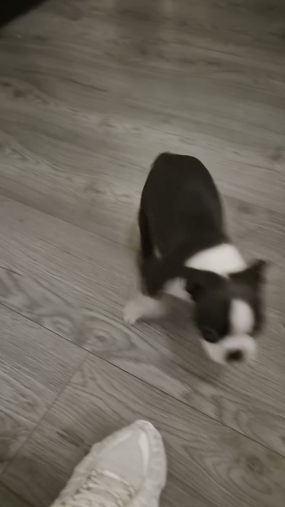 Boston Terrier dogs for sale: Beautiful boston puppies  - Video 2