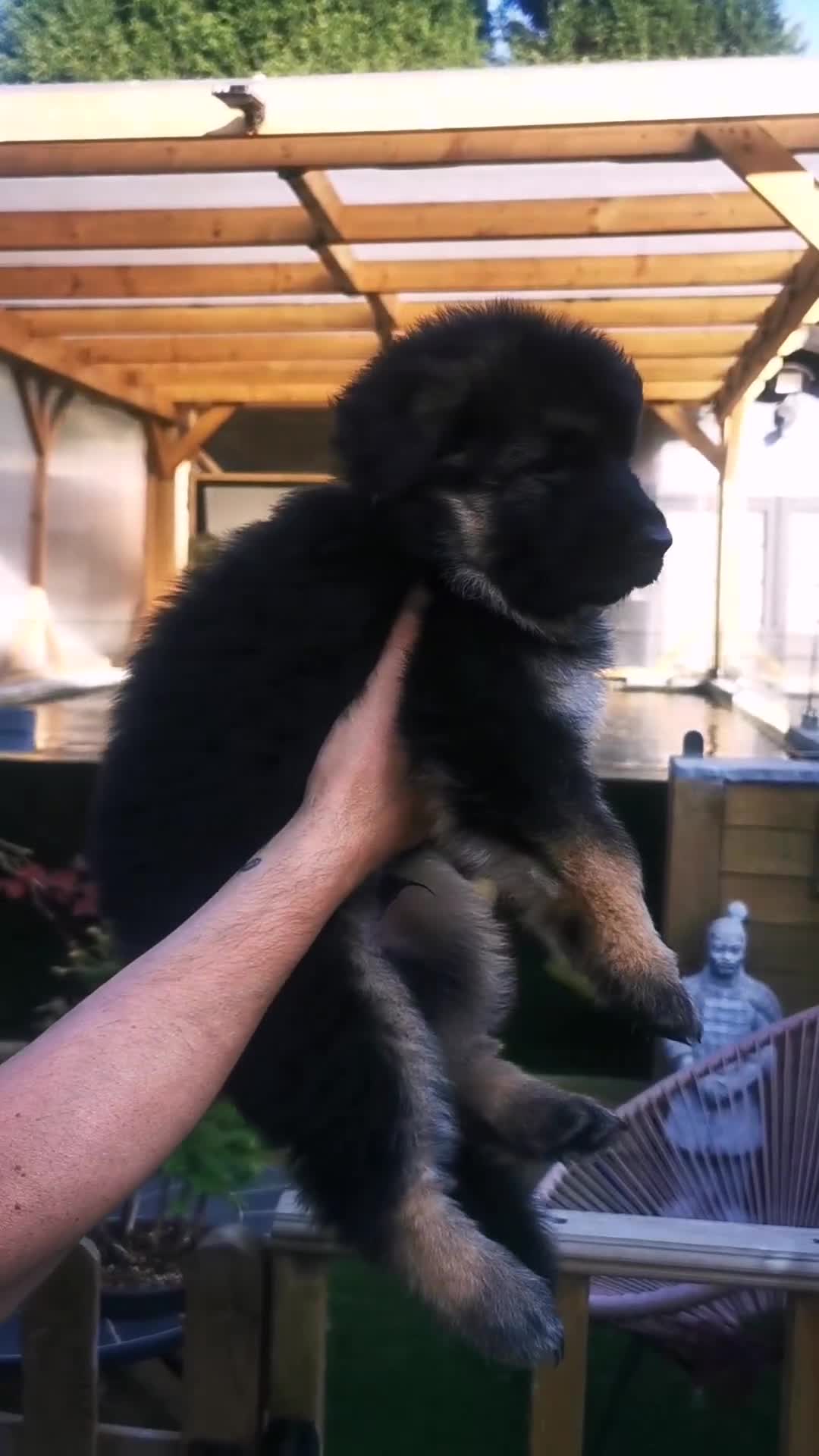 German Shepherd dogs for sale: German Shepherd Puppies from health tested parents - Video 1