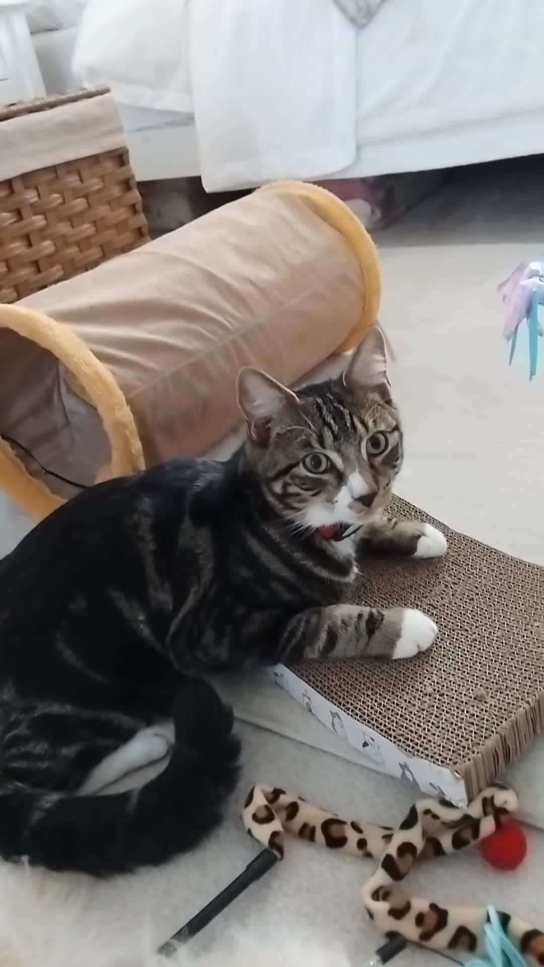 Mixed Breed cats for sale: Beautiful male kitten 6 months old in Norwich - Video 2