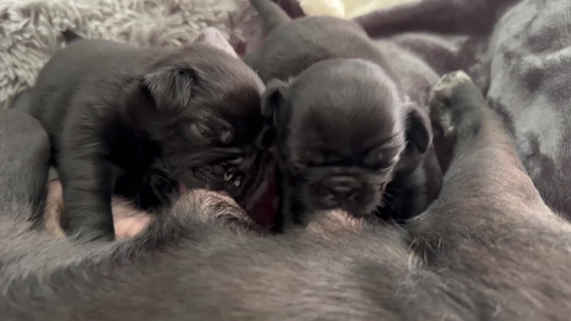 Pug dogs for sale: PUGS X2 Females, black, GORGEOUS! Ready 6th Aug! - Video 2