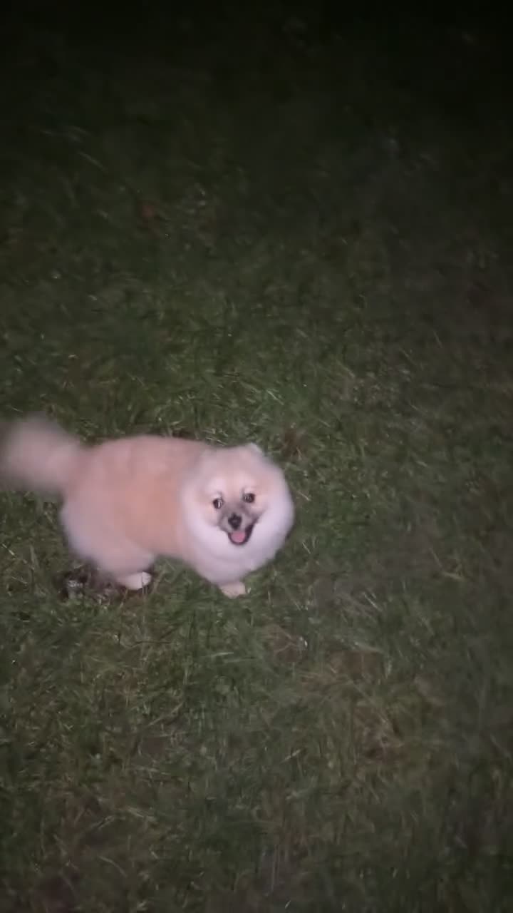 Pomeranian dogs for sale: Female Pomeranian  - Video 2
