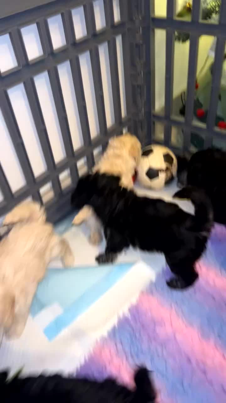 Miniature Poodle dogs for sale: 🐩🌈Miniature Merle poodle puppies 🌈🐶❤️ - Video 1