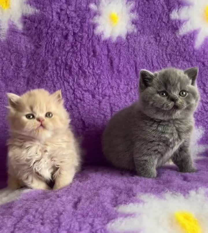 British Shorthair cats for sale: British Shorthair and British Longhair kittens - Video 1