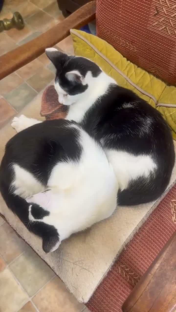 Mixed Breed cats for sale: Brother and sister , affectionate pair  - Video 2