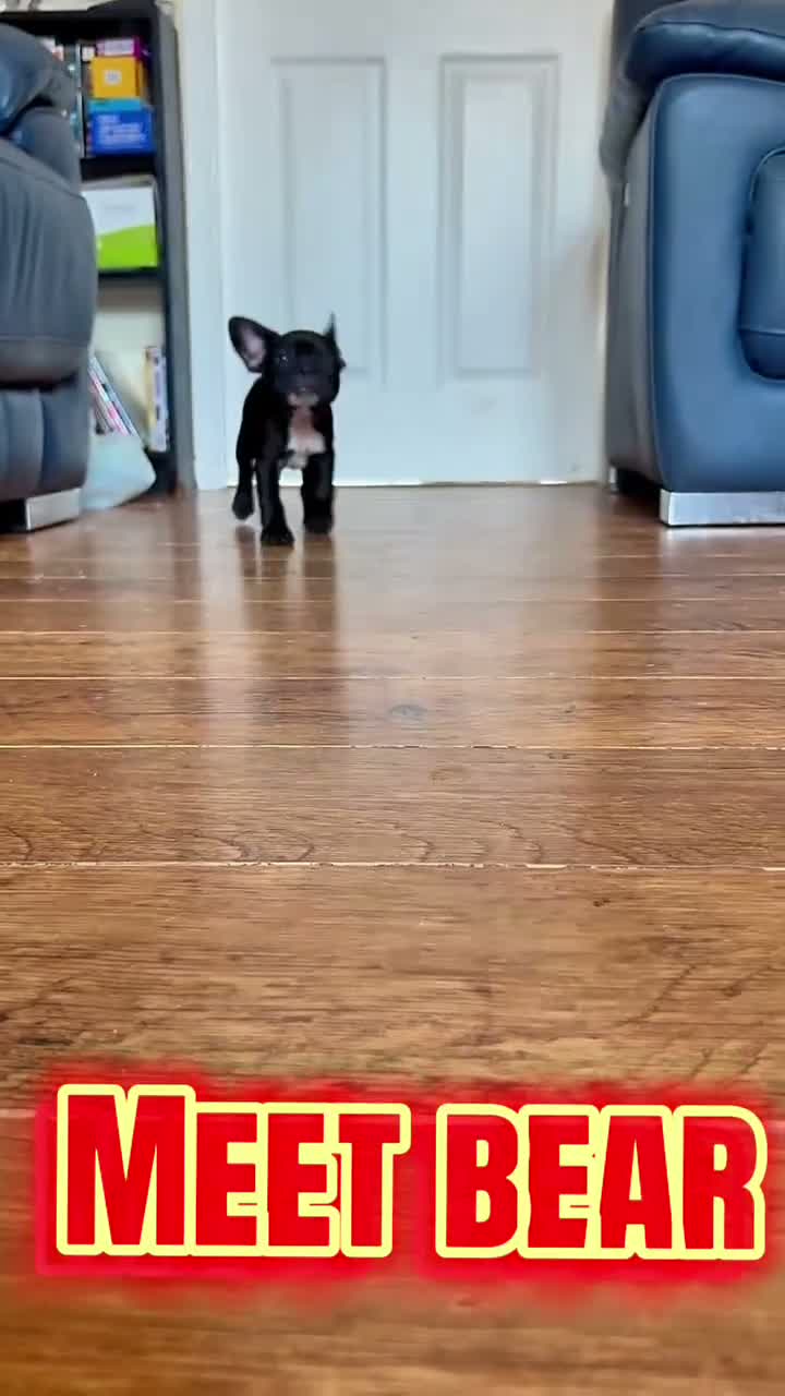 French Bulldog dogs for sale: French Bulldog Puppies - Video 2