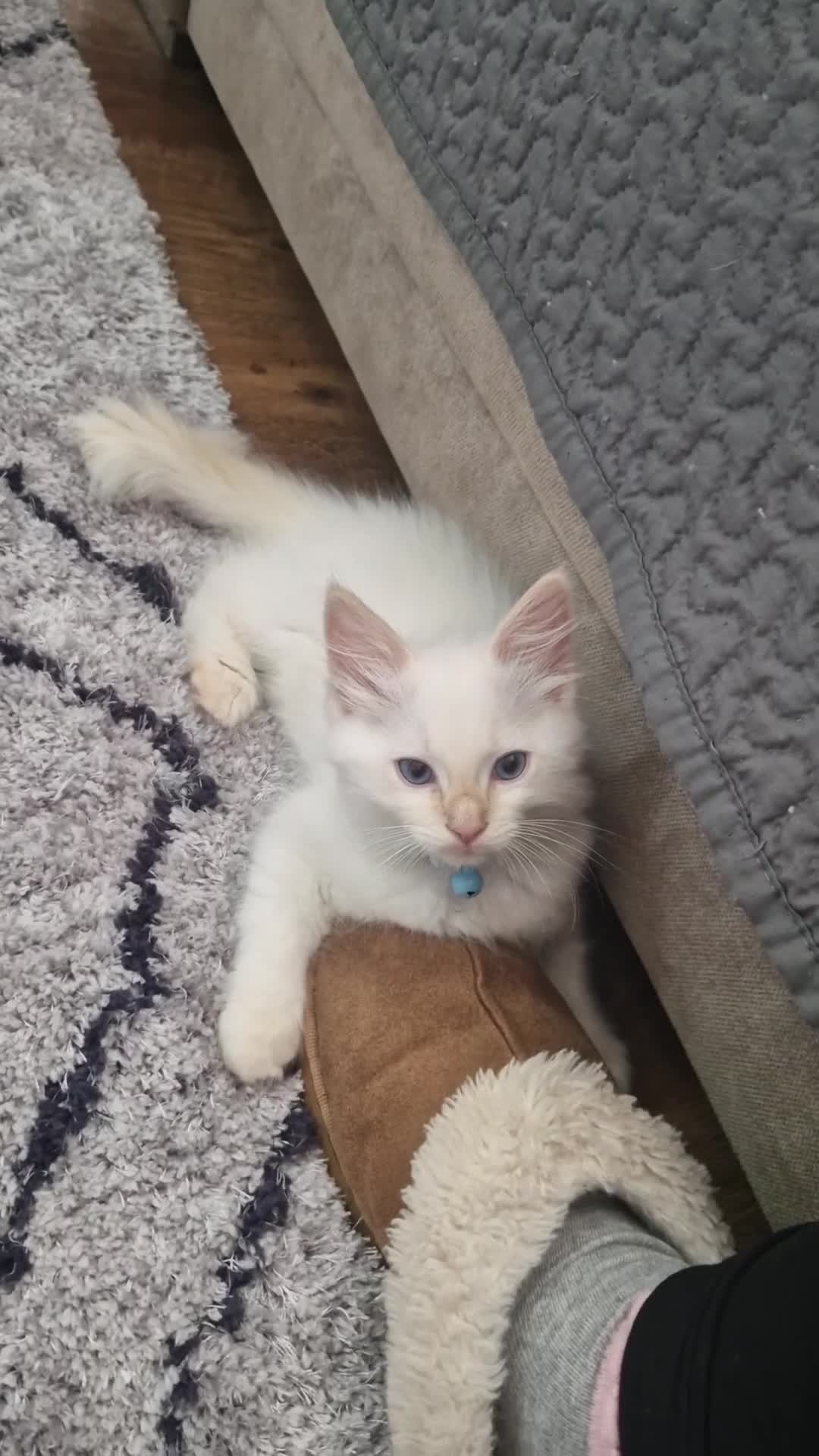 Ragdoll cats for sale: Beautiful Ragdoll Kitten  - Video 1