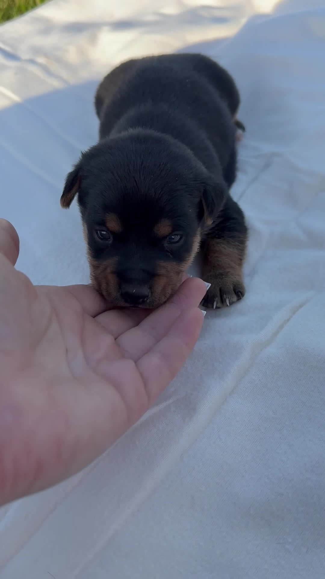 Jack Russell dogs for sale: Beautiful Black & Tan Jack Russell - Video 1