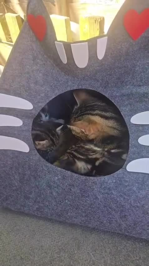 Mixed Breed cats for sale: Gorgeous kittens ready for new 🏡 😍  - Video 1