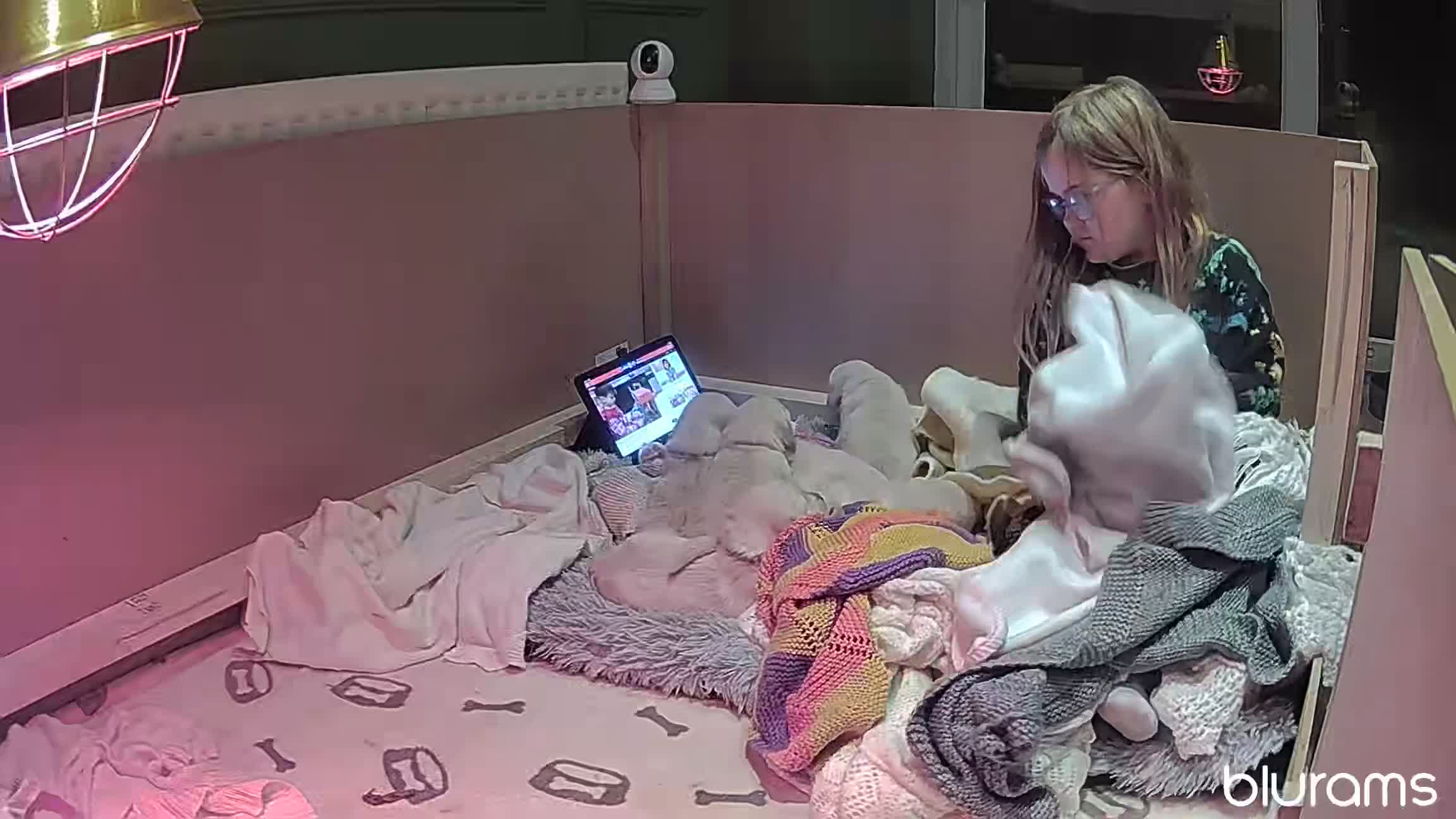 Golden Retriever dogs for sale: KC reg golden retriever puppies - Video 2