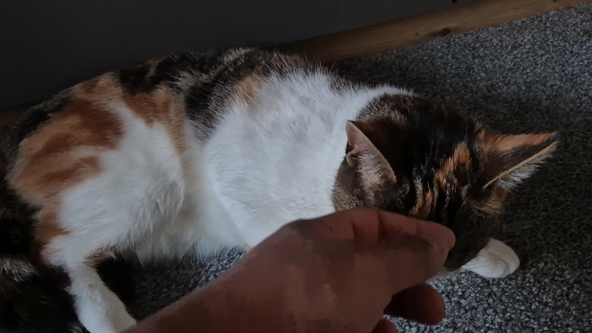 Domestic Shorthair cats for sale: Adorable and Sweet Female Cat - Video 2