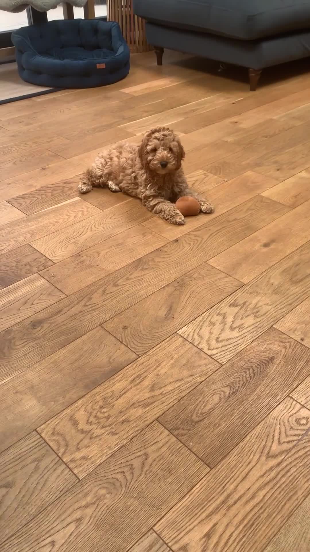 Labradoodle dogs for sale: Double Doddle puppies ( Health tested )  - Video 1