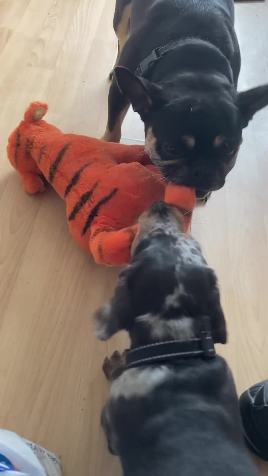 Dachshund dogs for stud: Dachshund for stud 25£ deposit r in Burnley - Video 1