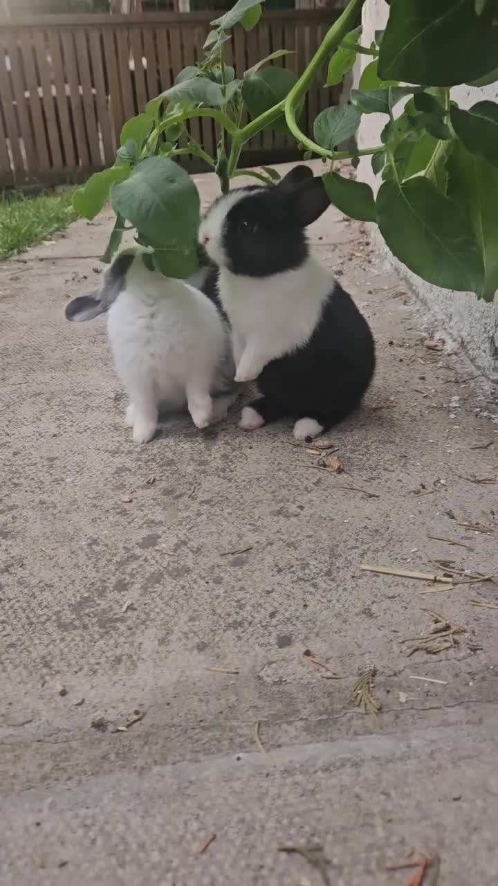 Rex rabbits for sale: Friendly male rabbit - Video 1