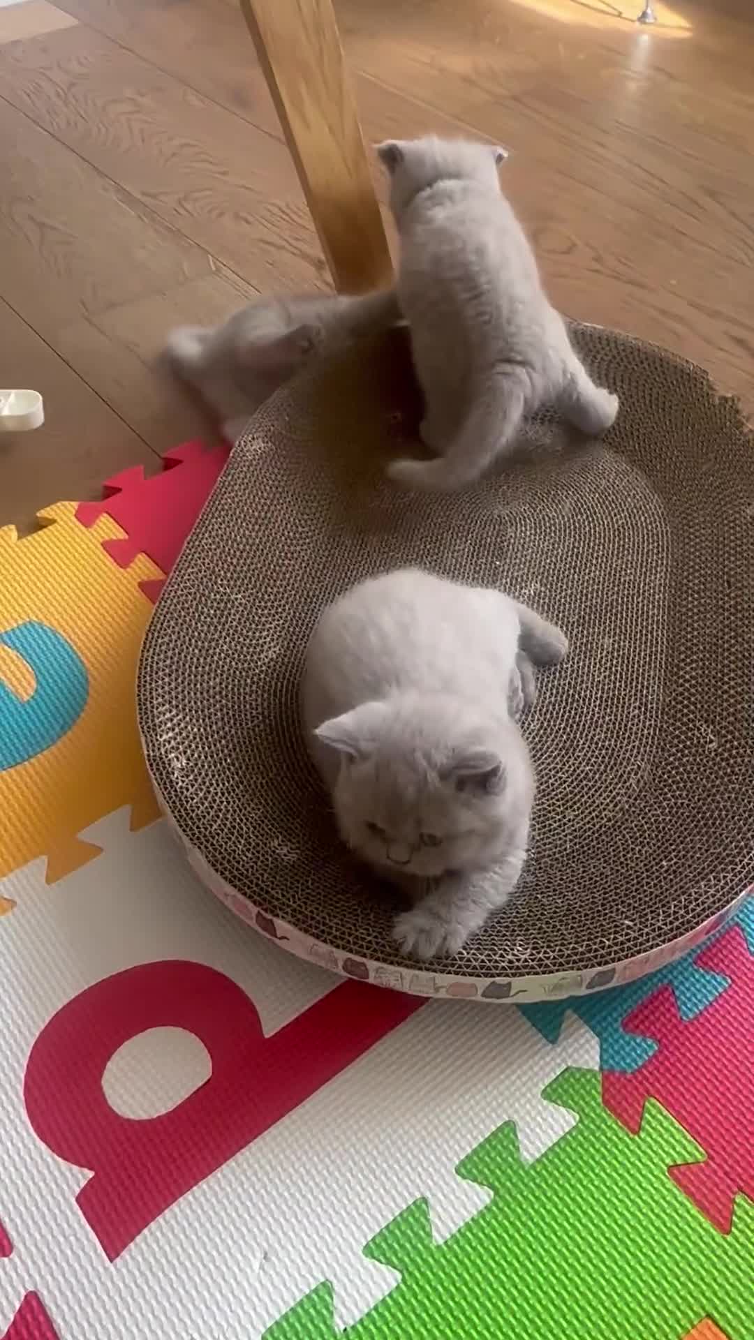 British Shorthair cats for sale: the best one ready to go - Video 2