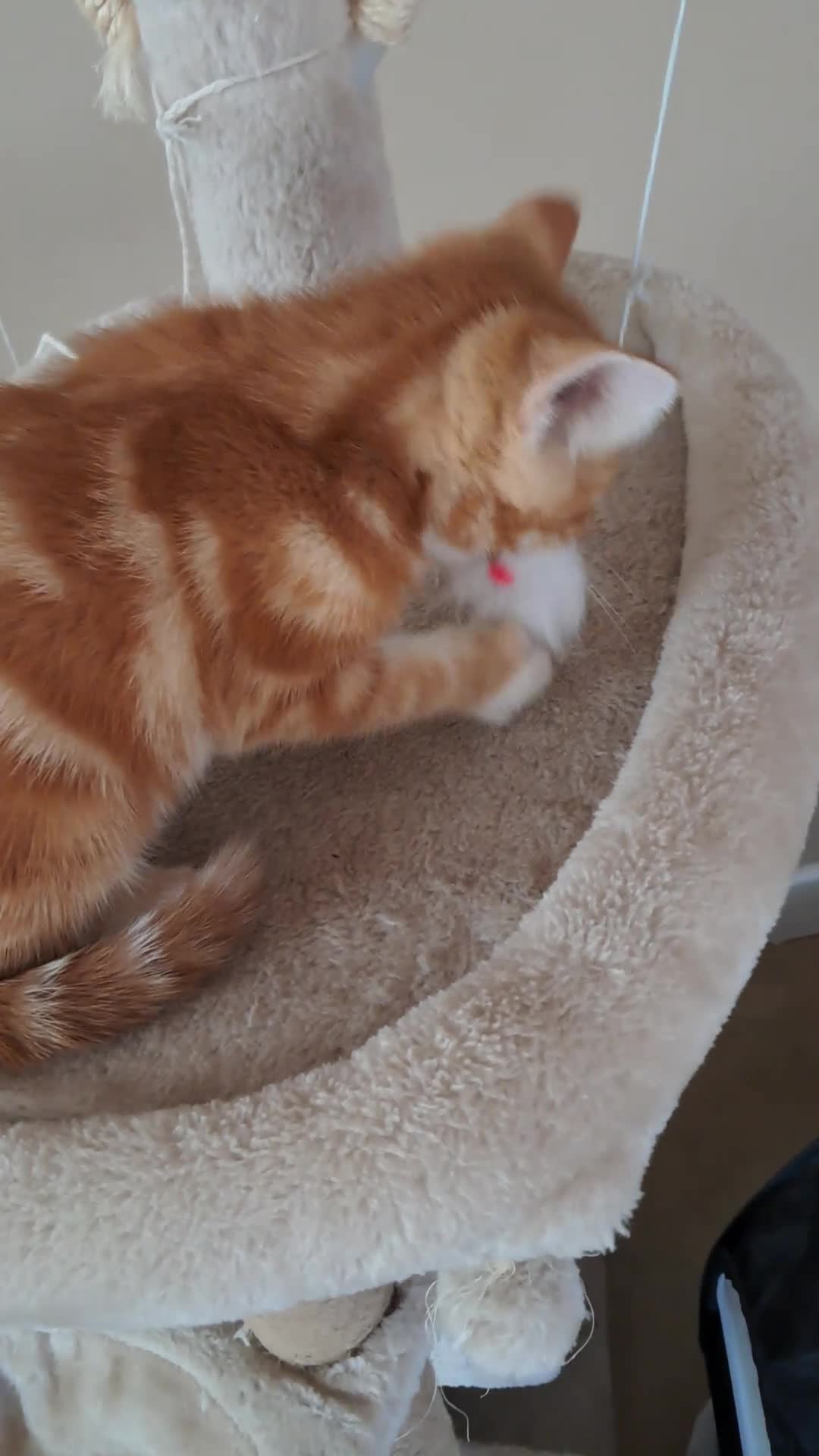 Mixed Breed cats for sale: Rare beautiful ginger tabby girl in Harlow - Video 1