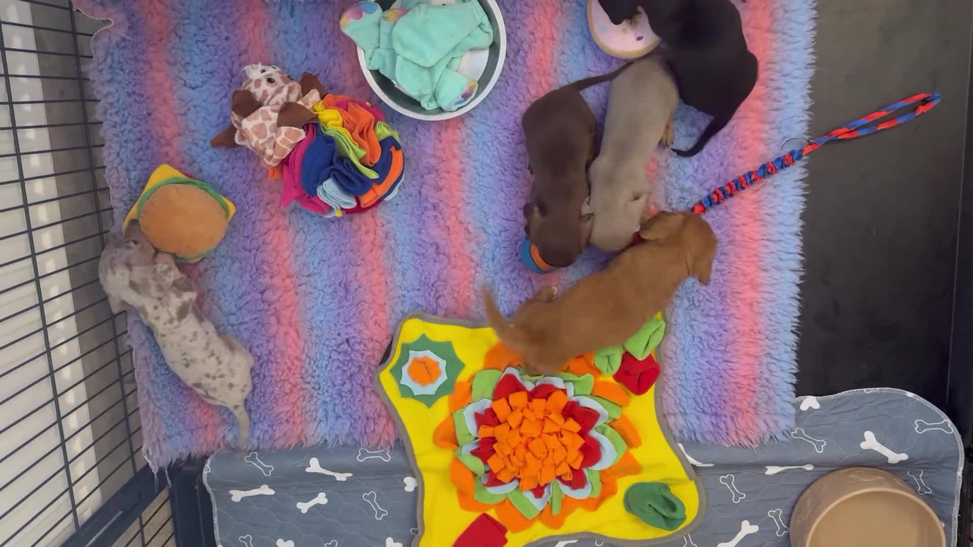 Miniature Dachshund dogs for sale: 5 ⭐ Licensed Breeder Miniature Dachshunds puppies - Video 3