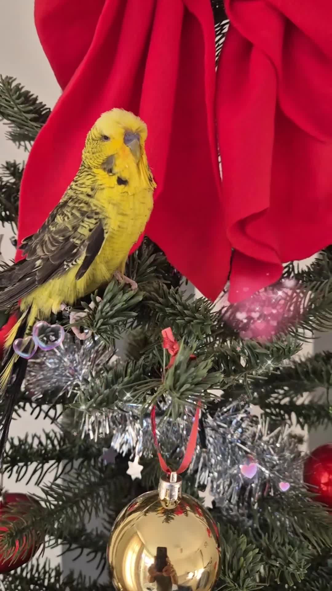 Budgerigars birds for sale: Tamed Rare budgie - Video 1