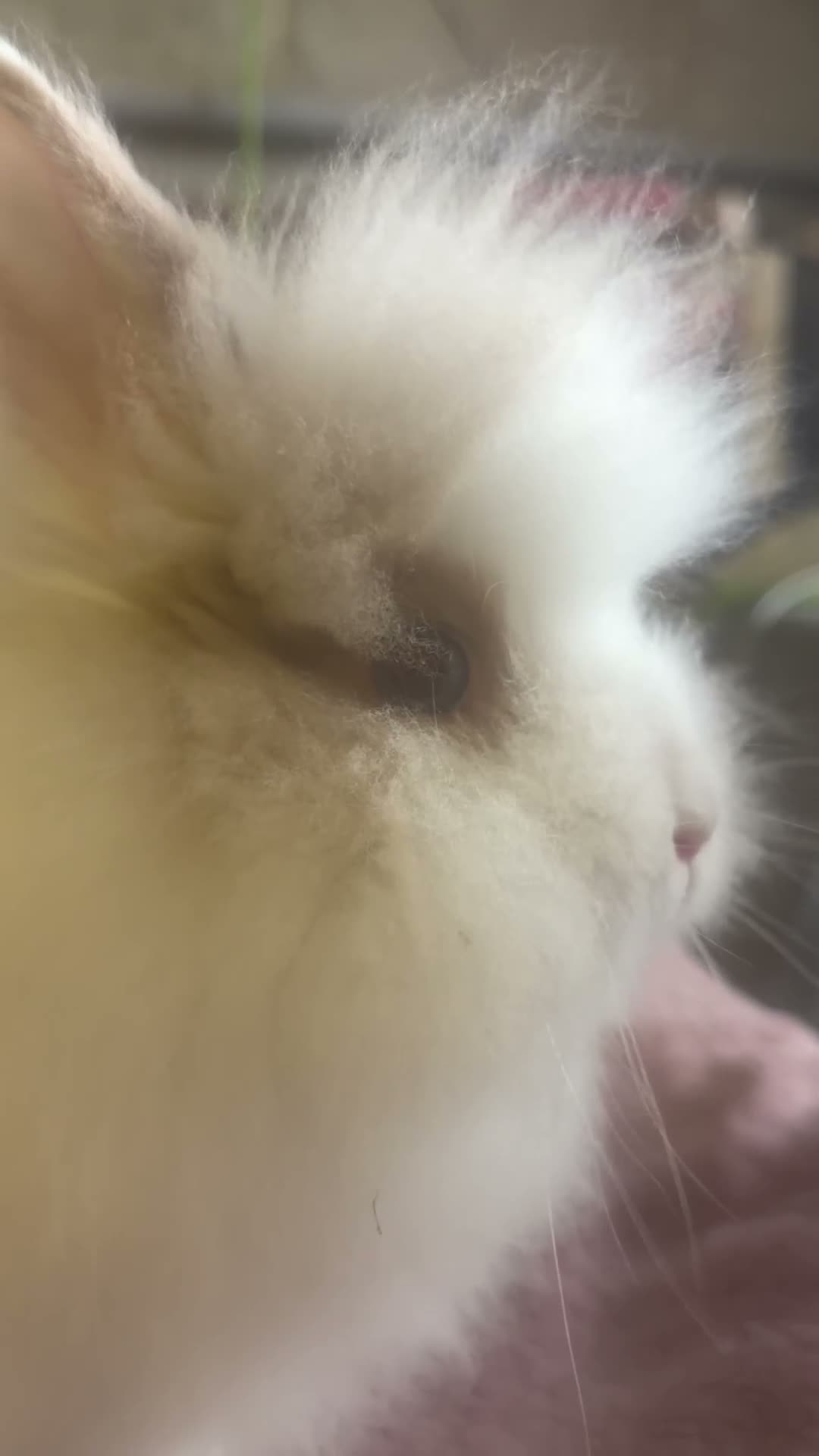 Lionhead rabbits for sale: Double mane cream & white Dm Lionhead - Video 1