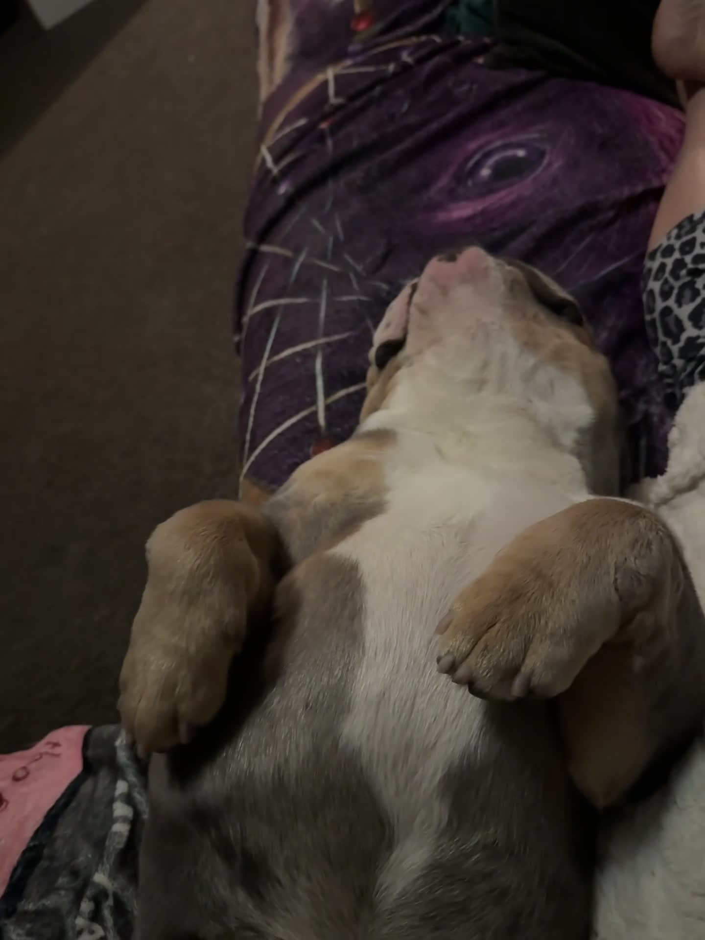 English Bulldog dogs for sale: Pablo 4 year old English bulldog  - Video 2